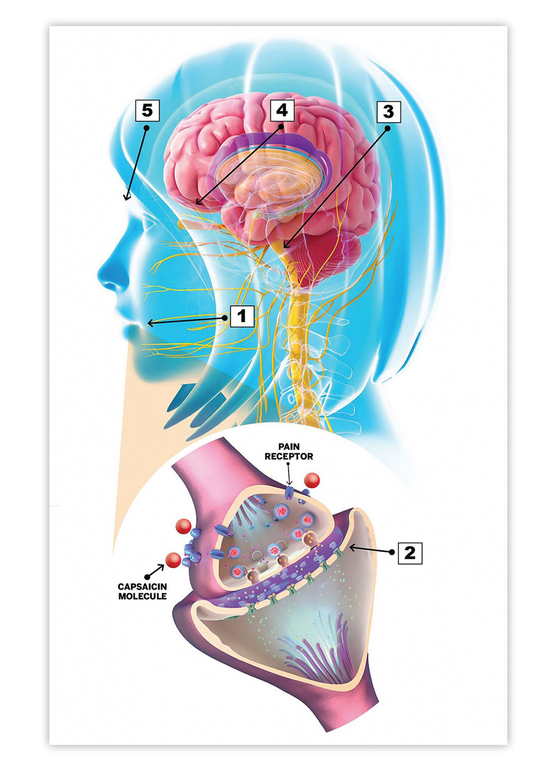 Mô rả cảm nhận sự nóng bỏng khi ăn ớt
